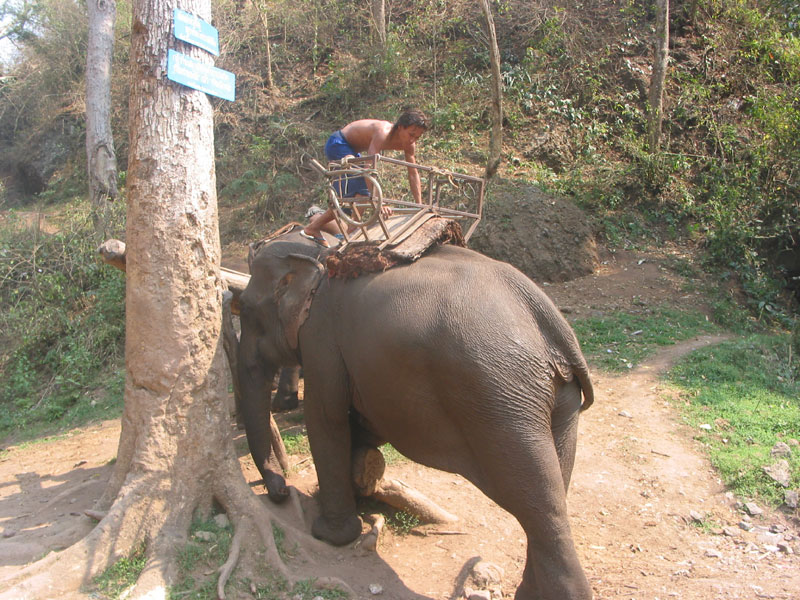 Klaarmaken olifant 1